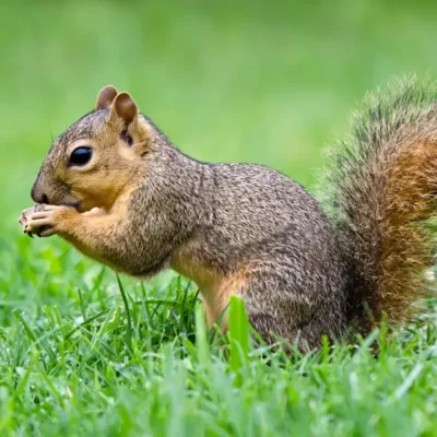 Fox squirrel in a lawn - Keep fox squirrels out of your lawn with Xceptional Wildlife Removal in Virginia