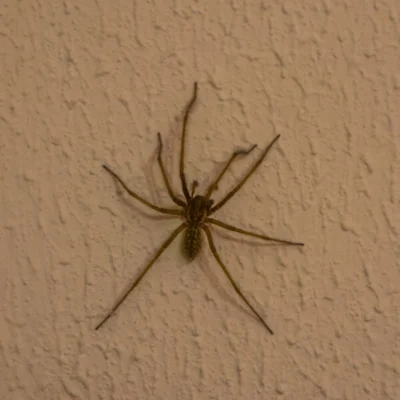 Funnel weaver spider crawling on a white wall