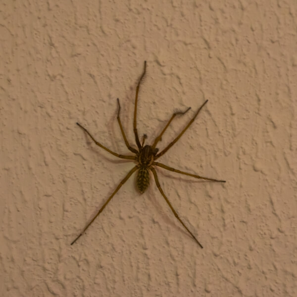 Funnel weaver spider crawling on a white wall
