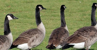 A flock of geese traveling in a line