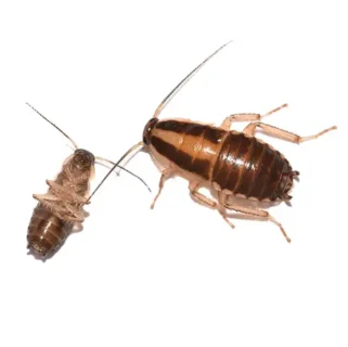 German cockroaches on a white background
