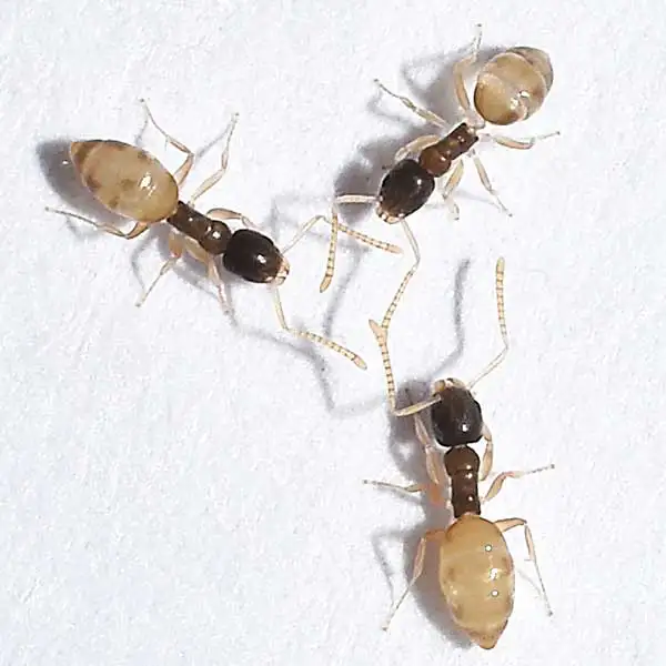 cluster of ghost ants on a white background