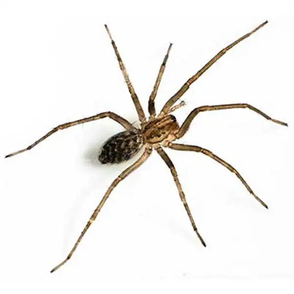 Giant house spider on a white background