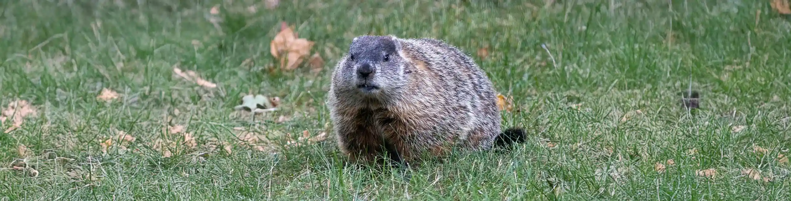 Groundhog in an open field