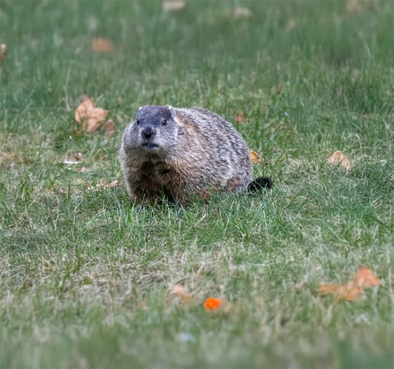 Groundhog in an open field