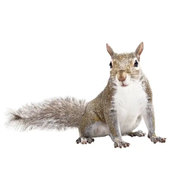 Gray squirrel against a white background - Keep gray squirrels away from your home with Xceptional Wildlife Removal in Virginia