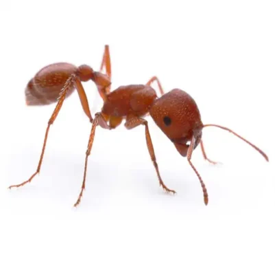 harvester ant on a white background