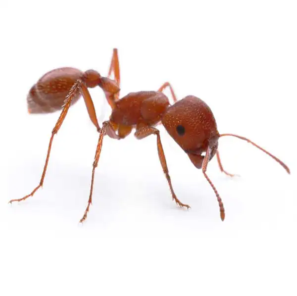 harvester ant on a white background
