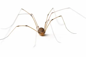 Daddy long legs on a white background