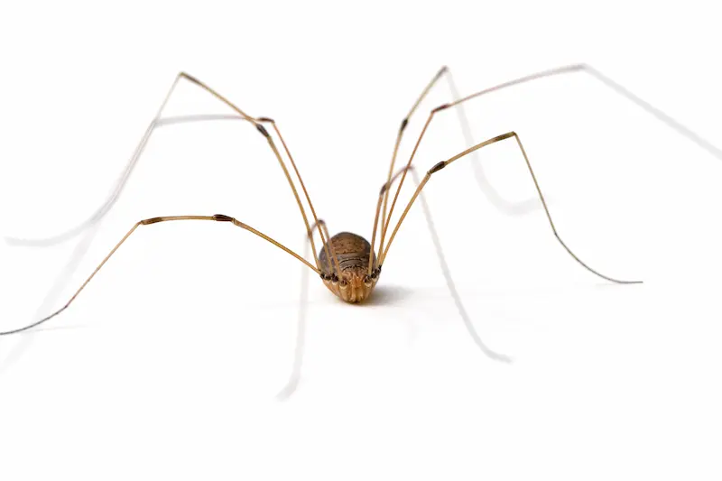 Daddy long legs on a white background