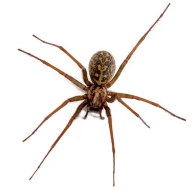 hobo spider on a white background