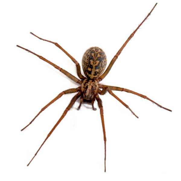 hobo spider on a white background