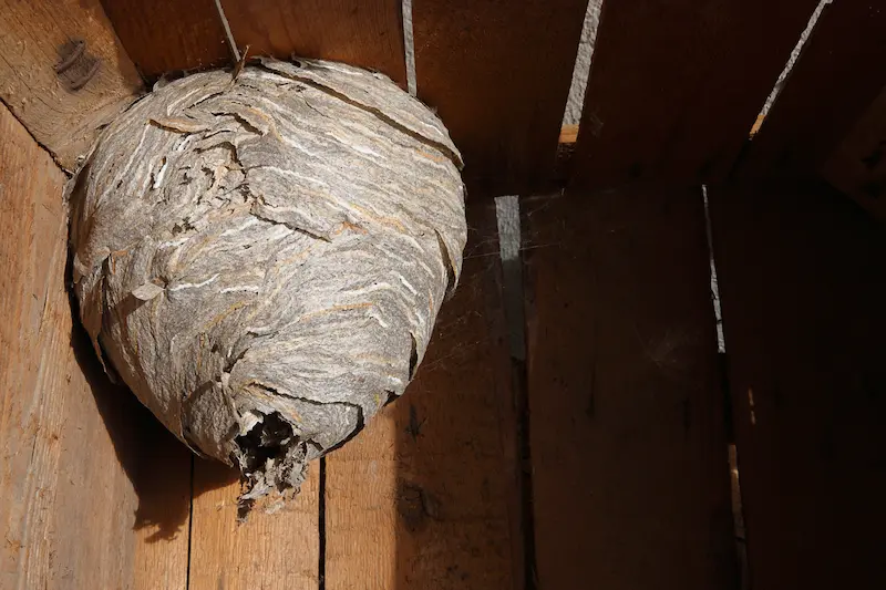 Large hornet's nest in the corner of a shed