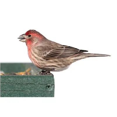 House finch against a white background - Keep house finch away from your home with Xceptional Wildlife Removal in Virginia
