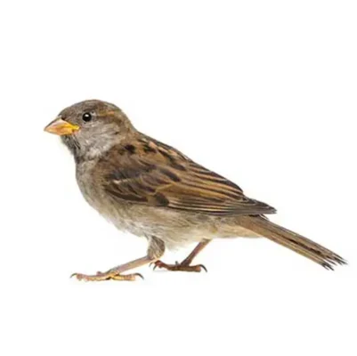 House sparrow against a white background - Keep house sparrows away from your home with Xceptional Wildlife Removal in Virginia