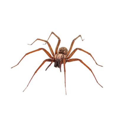 House spider on a white background