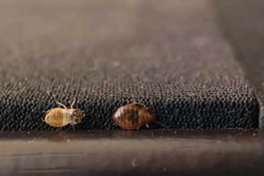 Bed Bugs crawling along the edge of furniture