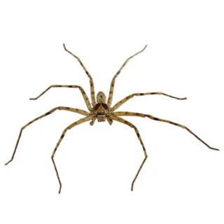 huntsman spider on a white background