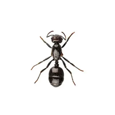 Little black ant on a white background