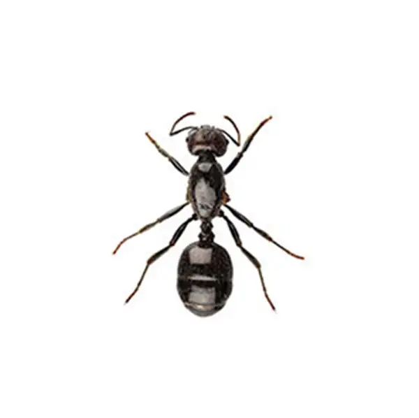 Ants