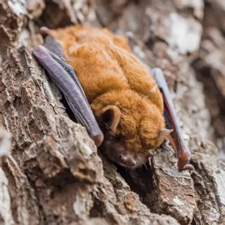 A brown bat crawling on a tree's bark - Keep brown bats away from your home with Xceptional Wildlife Removal in Virginia