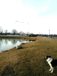 Border collie at the edge of a pond marking flying geese