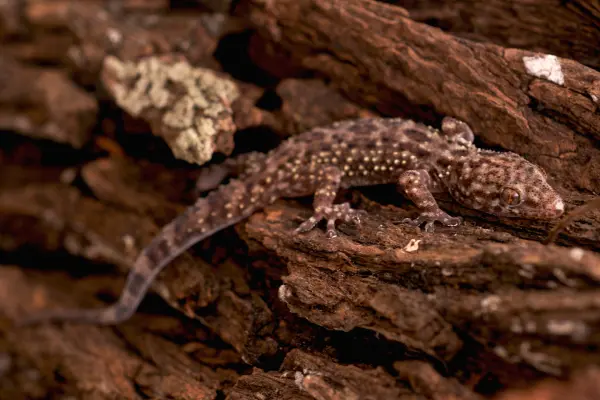 A brown gecko on a brown rocky surface