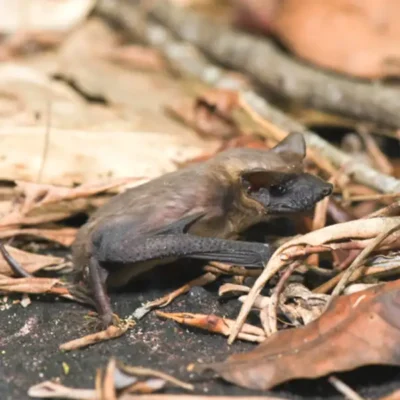 Mexican free tailed bat in a pile of leaves - Keep bats away with Xceptional Wildlife Removal in Virginia