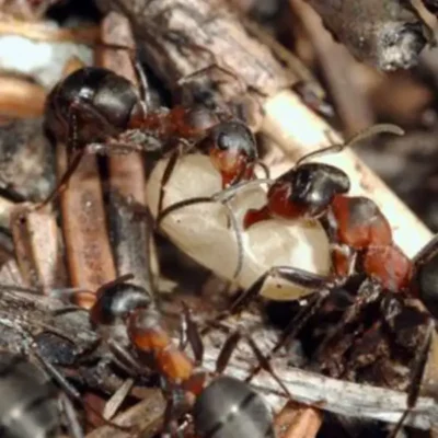 A cluster of moisture ants amongst twigs on the ground