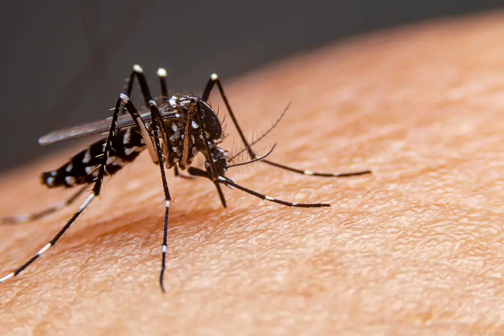 Preventing Mosquito Bites in your area
