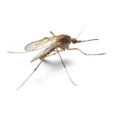 Mosquito on a white background