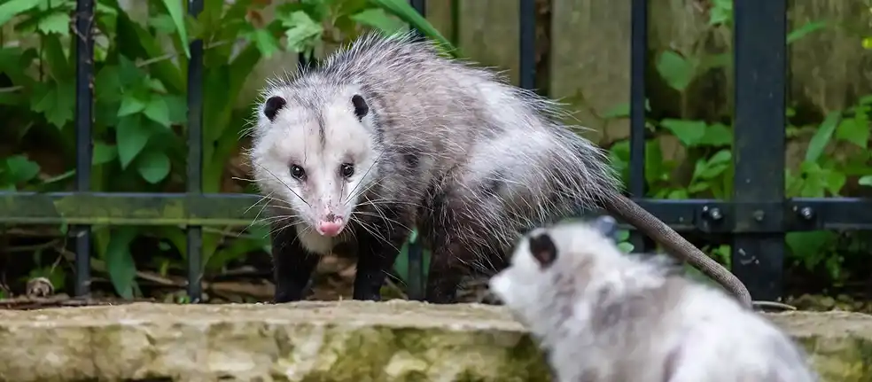 Nuisance opossums in residential backyard