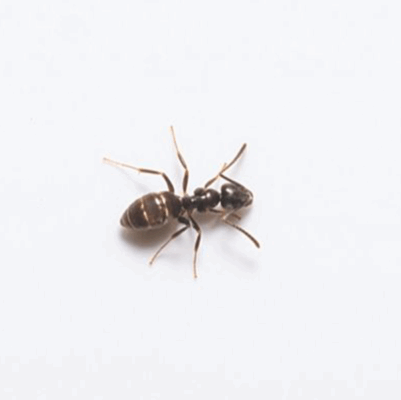 Odorous house ant on a white background
