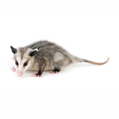 Opossum standing on the ground - commercial possum control in Virginia | Xceptional Wildlife Removal