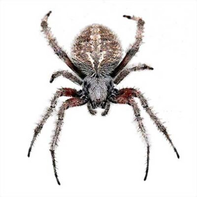 orb weaver spider on a white background