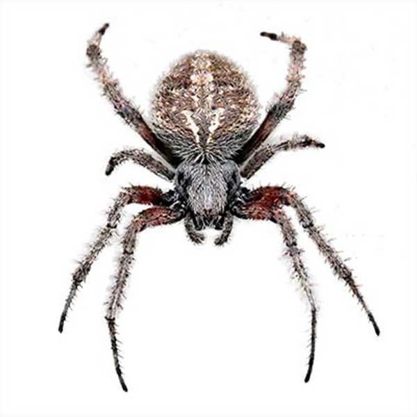 orb weaver spider on a white background