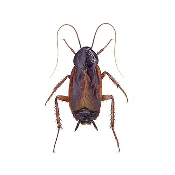 Oriental cockroach on a white background