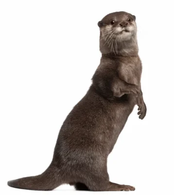 Brown otter on a white background