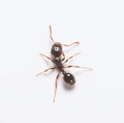 Pavement ant on a white background
