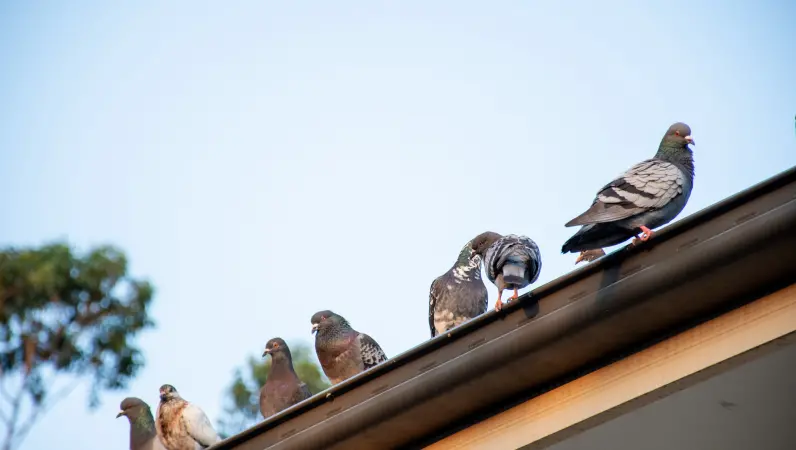 How to Handle Pigeon Infestations on Your Roof