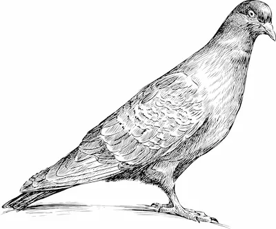Bird icon