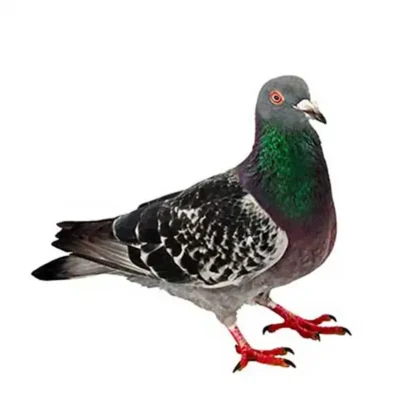Pigeon against a white background - Keep pigeons away from your home with Xceptional Wildlife Removal in Virginia