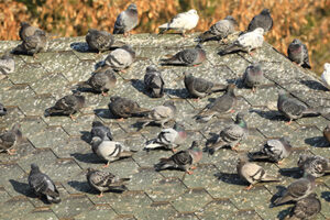 Commercial Bird Netting in your area