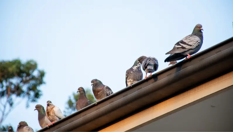 Pigeon infestation on residential roof. The pest professionals at Xceptional Wildlife can help you get rid of pigeons for good.