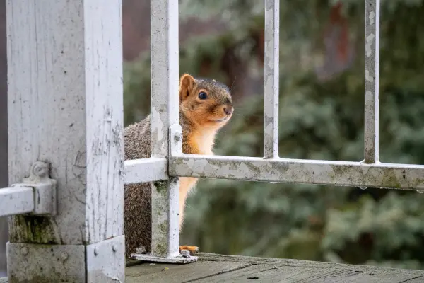 A gray squirrel on a wooden patio