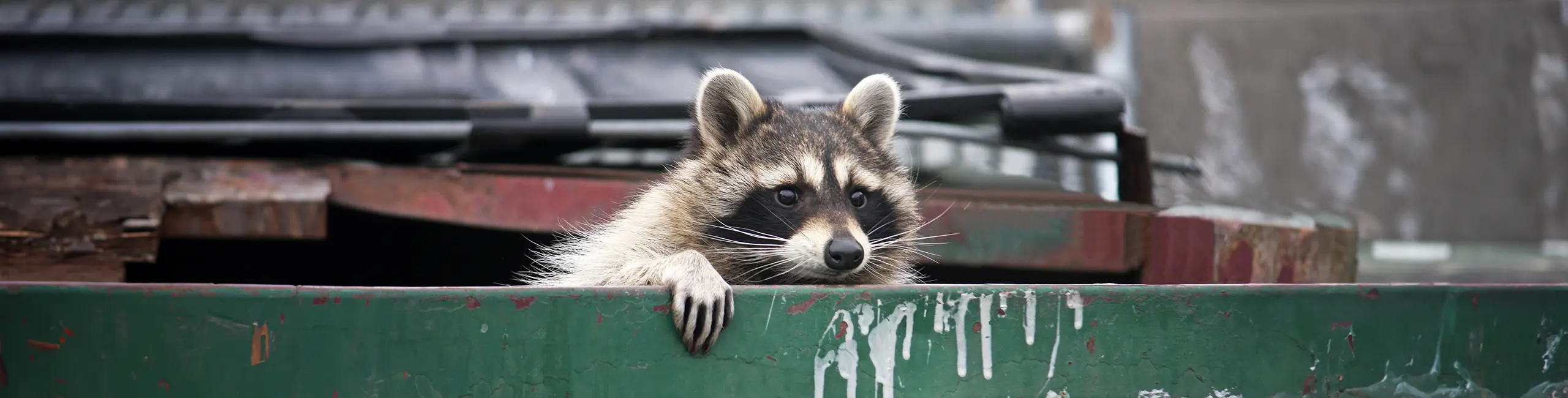 Raccoon crawling out of a dumpster in an alley