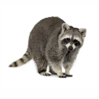 Raccoon against a white background - Raccoon control with Xceptional Wildlife Removal in Virginia