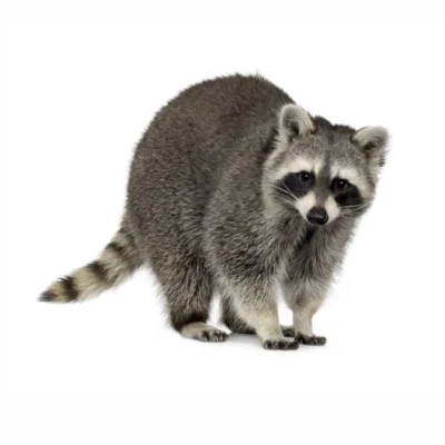 Raccoon against a white background - Raccoon control with Xceptional Wildlife Removal in Virginia