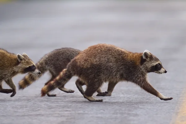 7 Things You Should Know About Raccoons in your area