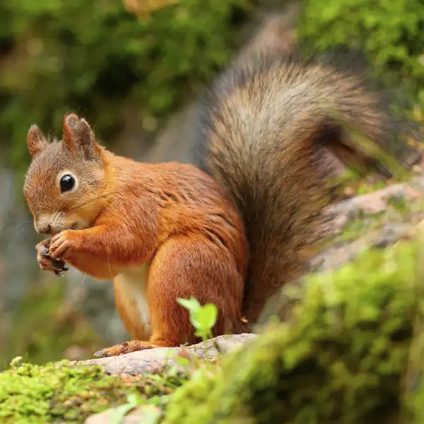 Red Squirrel perched on a tree branch - commercial squirrel control in Virginia | Xceptional Wildlife Removal
